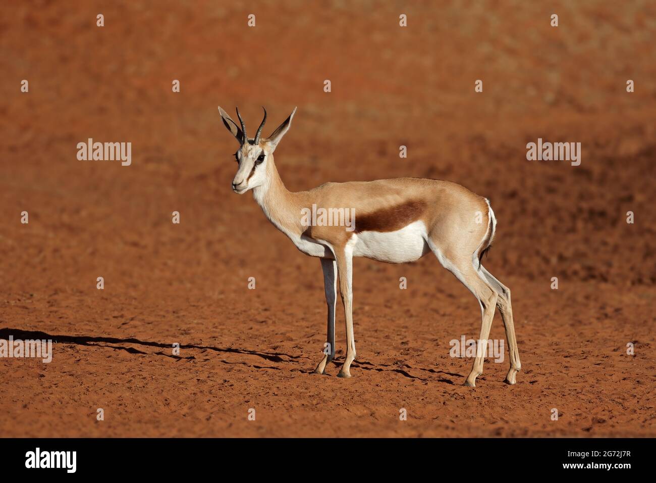 Un antilope springbok (Antidorcas marsupialis) in habitat desertico, Sudafrica Foto Stock