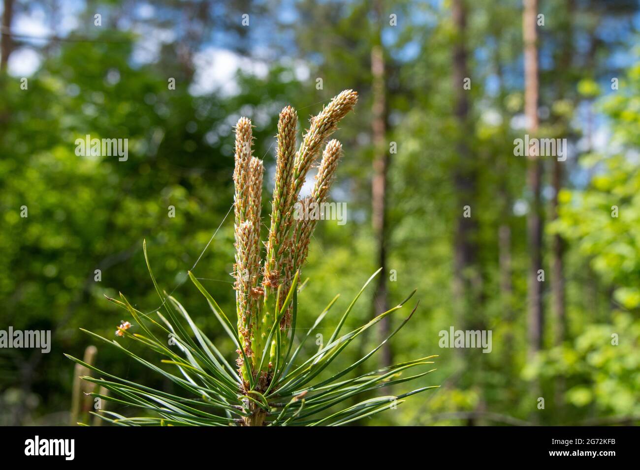 pino con coni fioriti Foto Stock