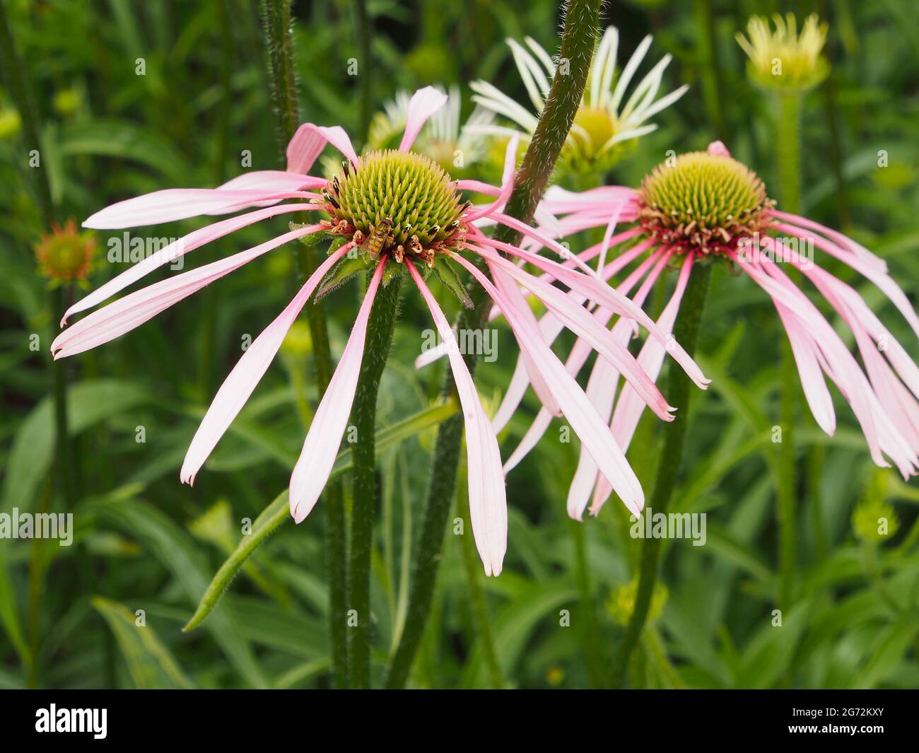 Echinacea (coneflower) fiorente in uno dei confini a RHS Bridgewater, Salford, Manchester, nel mese di luglio. Foto Stock