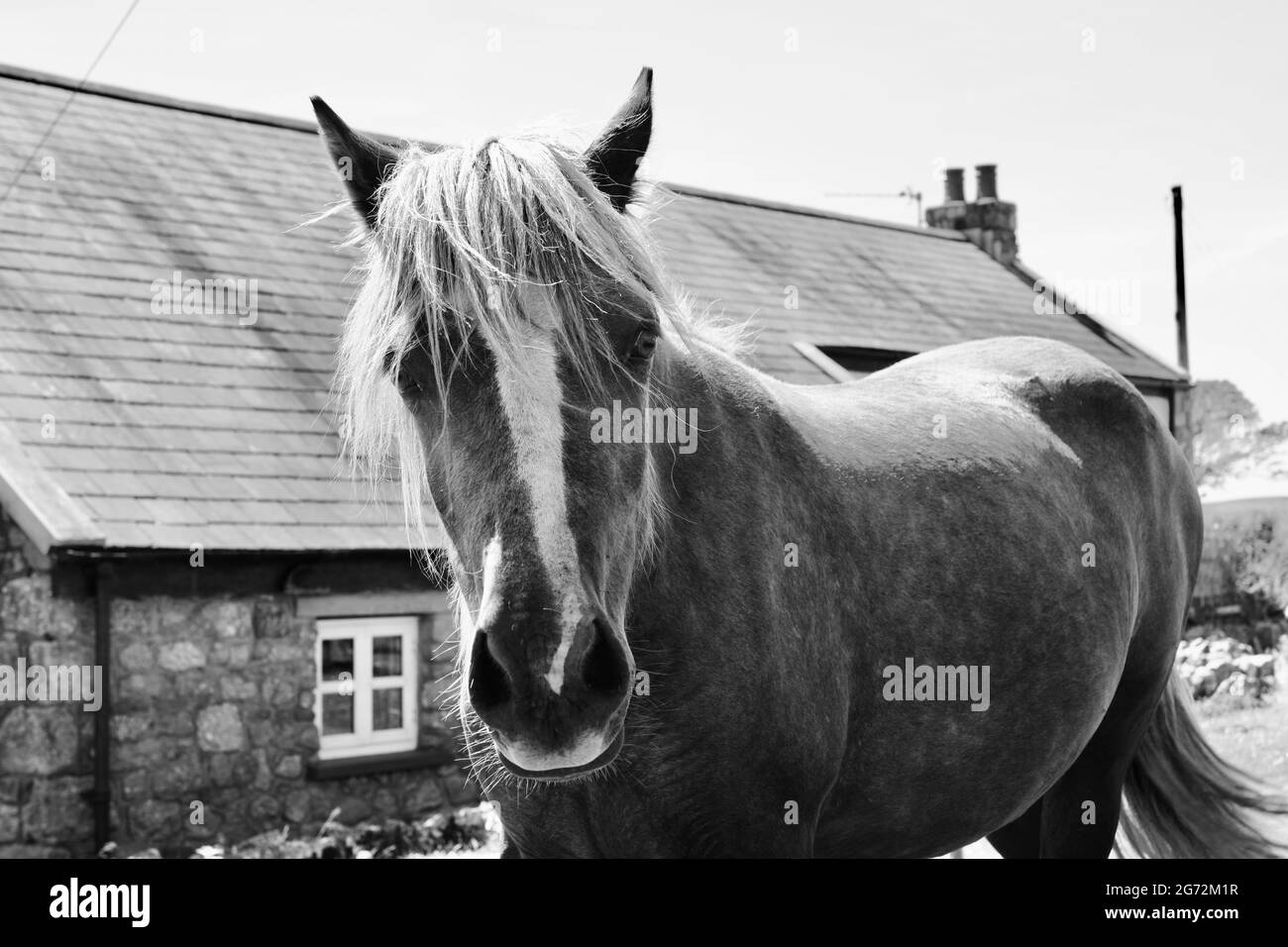 Pony e cavalli vagano sulla brughiera della Penisola di Gower nel Galles del Sud che pascolano sulla ricca erba e godono della libertà di esplorare vaste aree di terra. Foto Stock