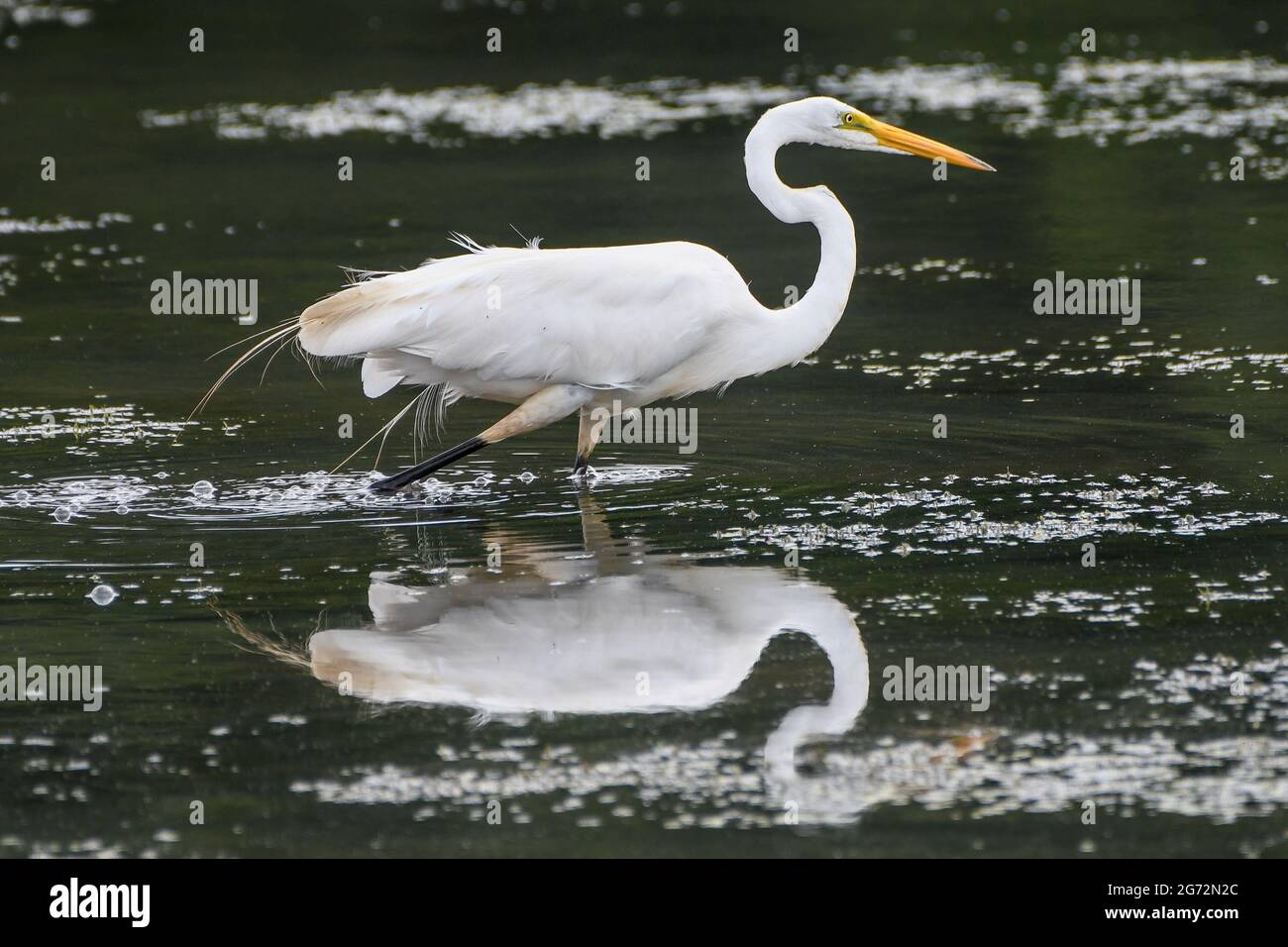 Grande Egret bianco - Ardea alba o Ardea alba egretta - egreo comune - grande egreo - grande airone bianco Foto Stock