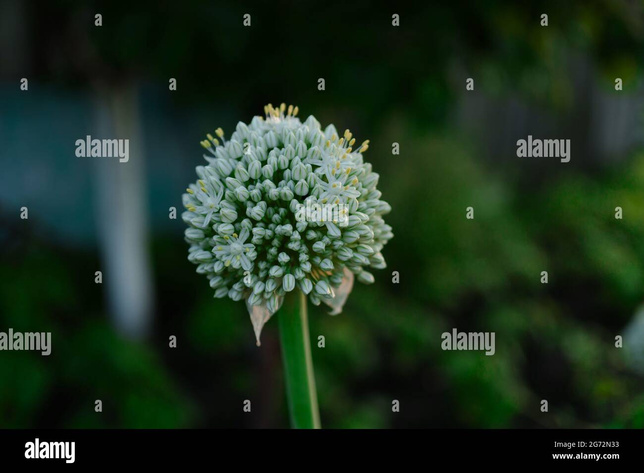 testa con semi di cipolla maturanti, sullo sfondo, di vegetazione offuscata nel giardino Foto Stock