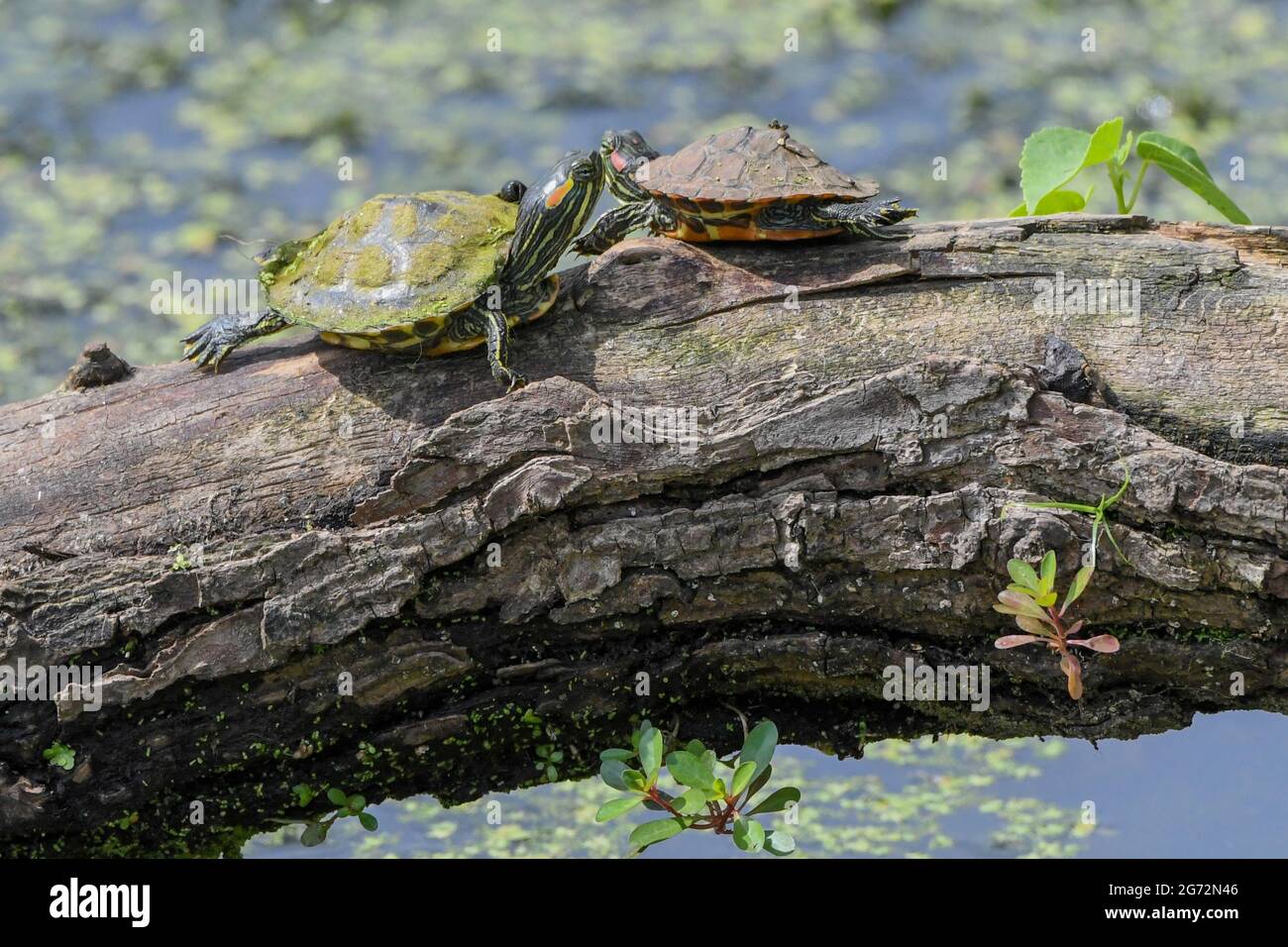 Slider rosso-arato - Trachemys scripta elegans - aka. Terrapin rosso-arato, tartaruga rossiccio-arato, tartaruga rossicciata, tartaruga scorrevole, tartaruga acquatica Foto Stock