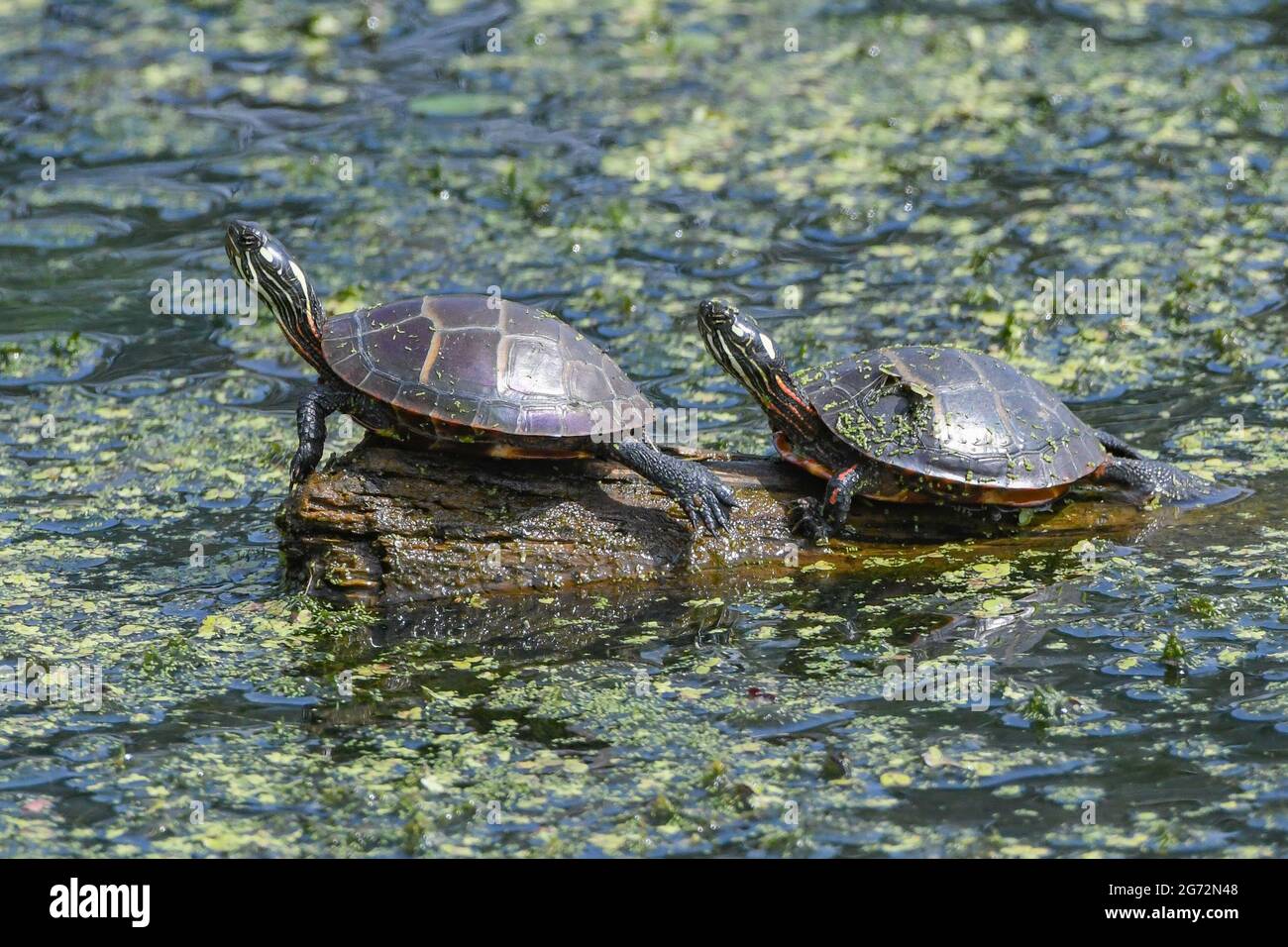 Slider rosso-arato - Trachemys scripta elegans - aka. Terrapin rosso-arato, tartaruga rossiccio-arato, tartaruga rossicciata, tartaruga scorrevole, tartaruga acquatica Foto Stock