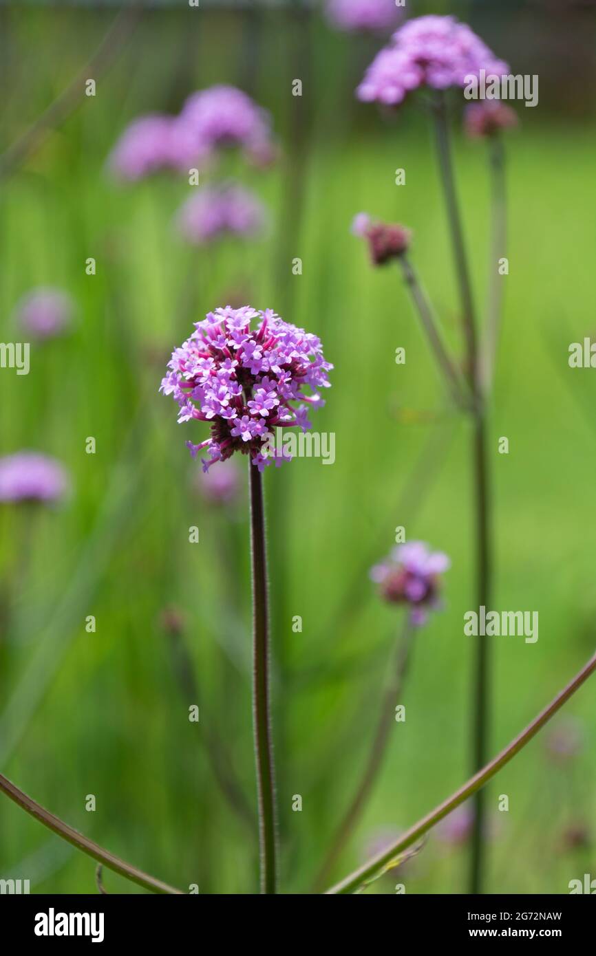 Primo piano di viola Vervain come noto come fiori di hysssop selvatico nel sole estivo molto pianta ape-friendly Foto Stock