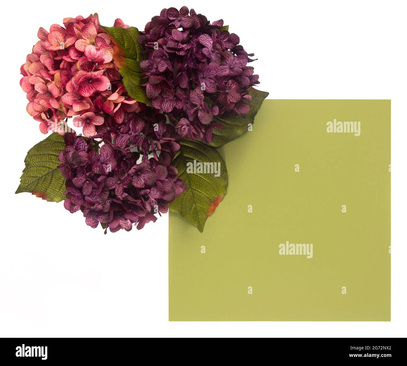 Bordo floreale intorno a uno sfondo colorato personalizzabile, perfetto per carte e inviti Foto Stock