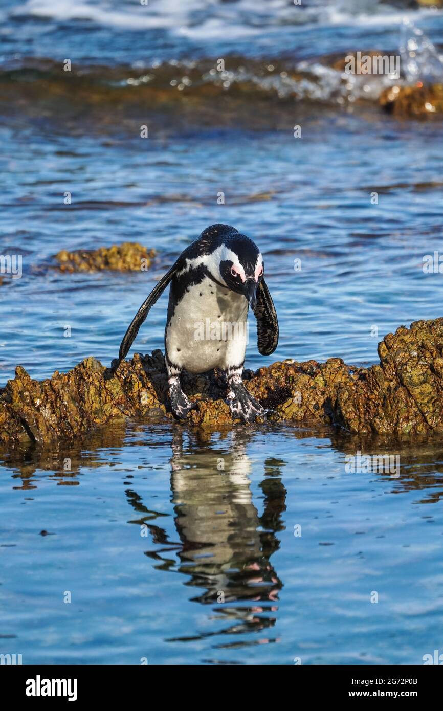 Pinguino africano (Speniscus demersus) Capo o pinguino sudafricano si erge su rocce nel mare e guarda il suo riflesso in acqua Foto Stock