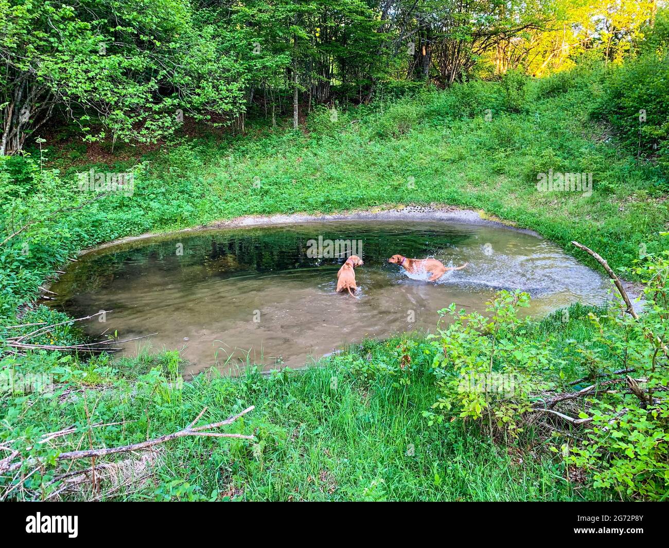 Due cani marroni che giocano su uno stagno nella foresta Foto Stock