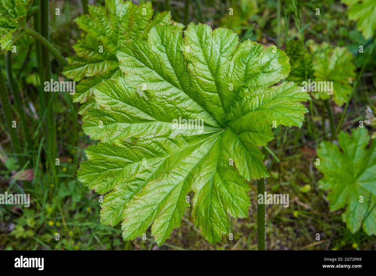 pianta gigante con foglie grandi Foto Stock