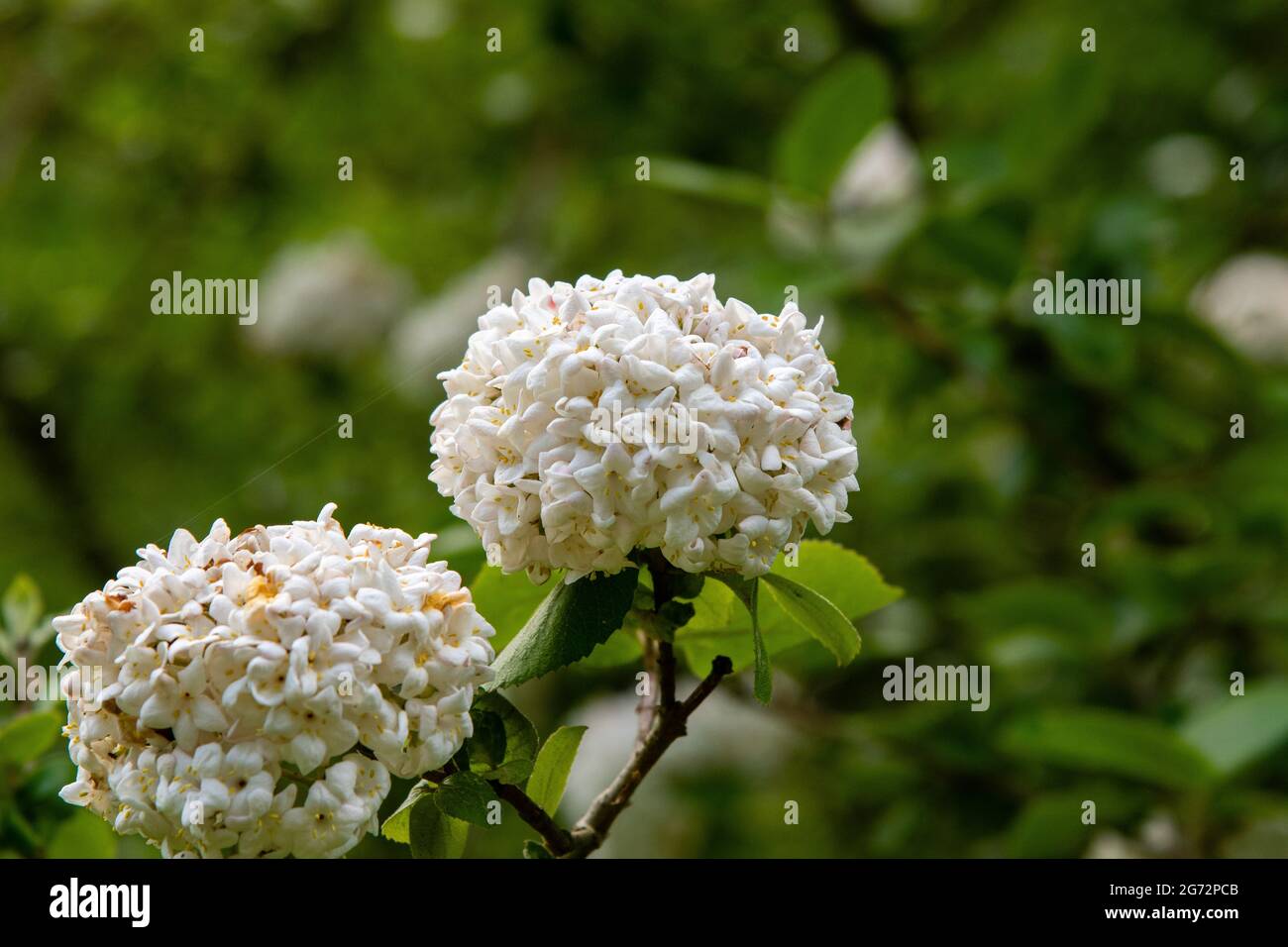 bianco idrangea fioritura Foto Stock