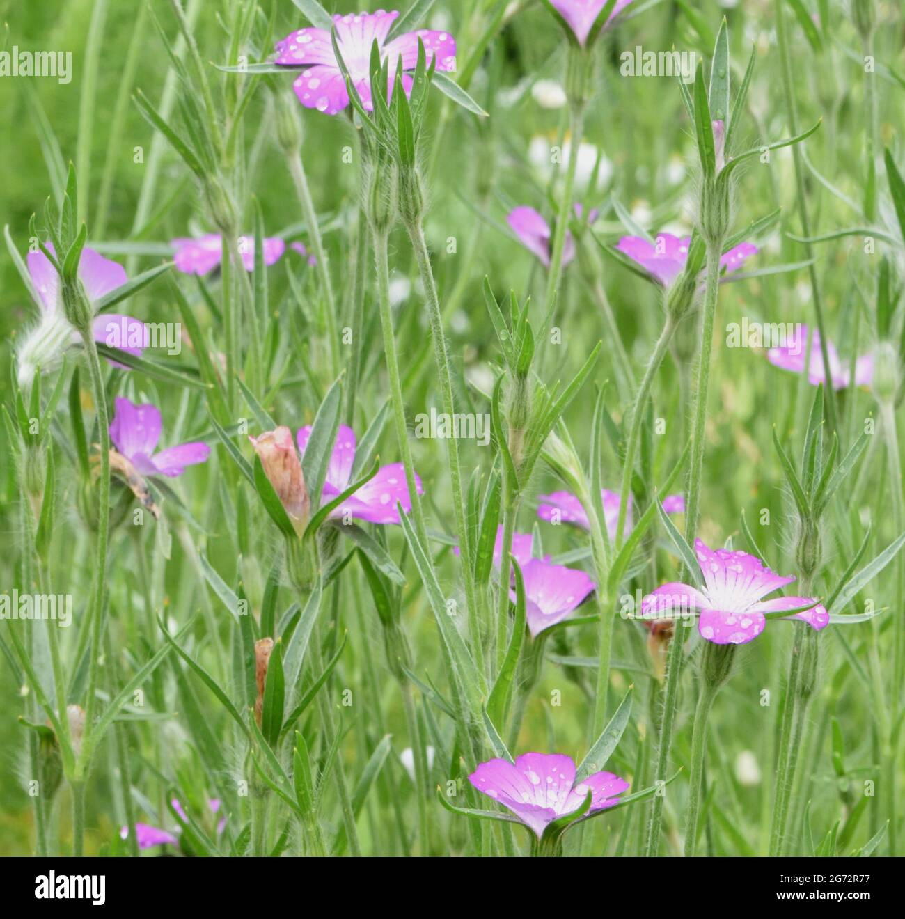I fiori rosa a cinque petali di corncalle (Agrostemma githago) con i loro caratteristici setti a punta lunga Foto Stock