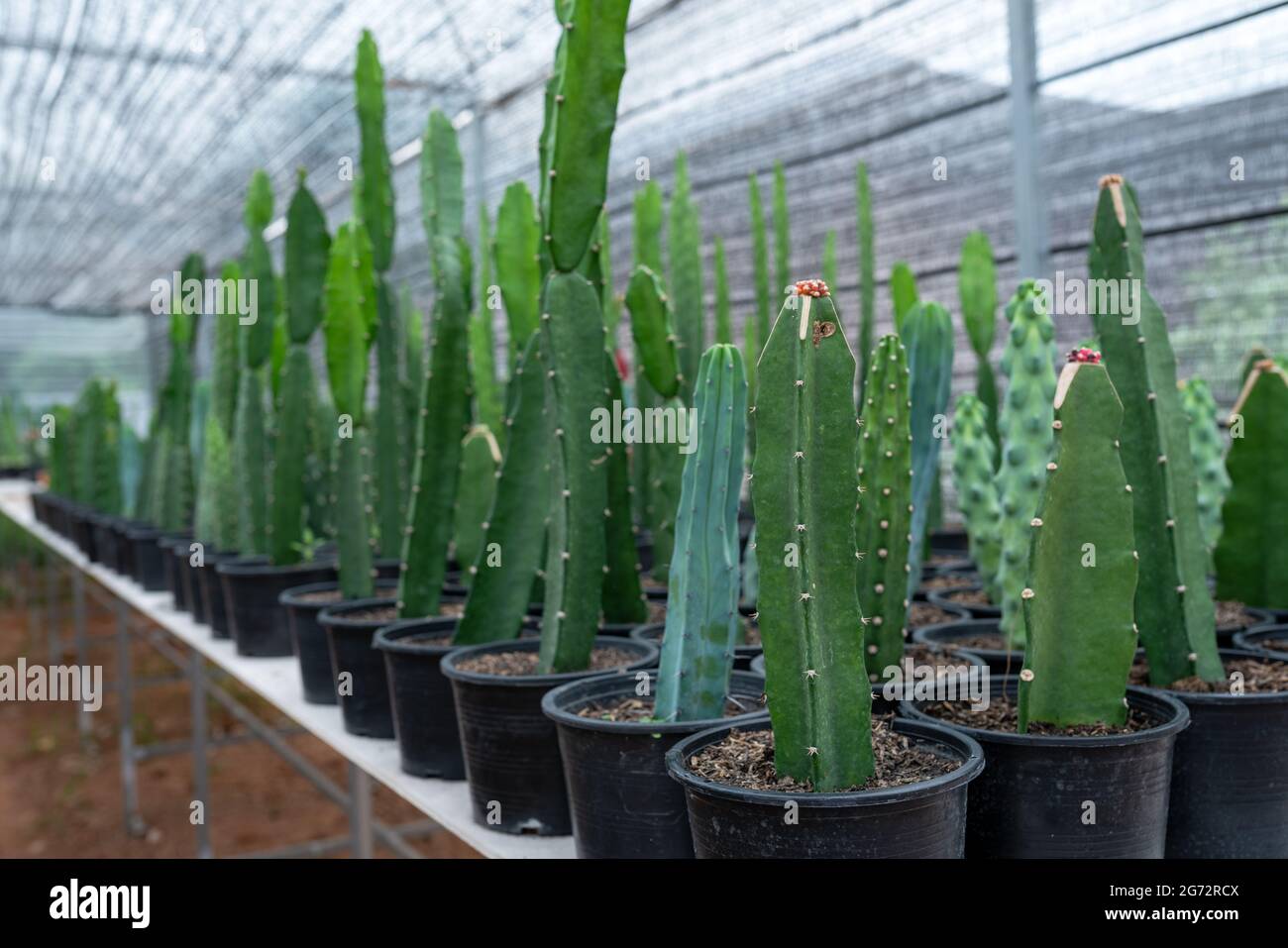 Il vivaio di cactus in serre chiuse. Foto Stock Il vivaio di cactus in serre chiuse. Foto Stock