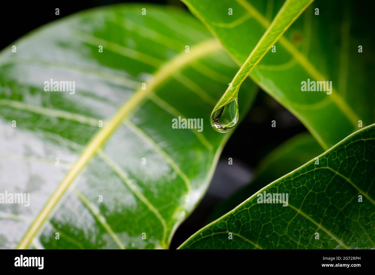 Pioggia alla punta della foglia di mango con altre foglie bagnate durante la stagione delle piogge monsone. Messa a fuoco selettiva utilizzata. Foto Stock