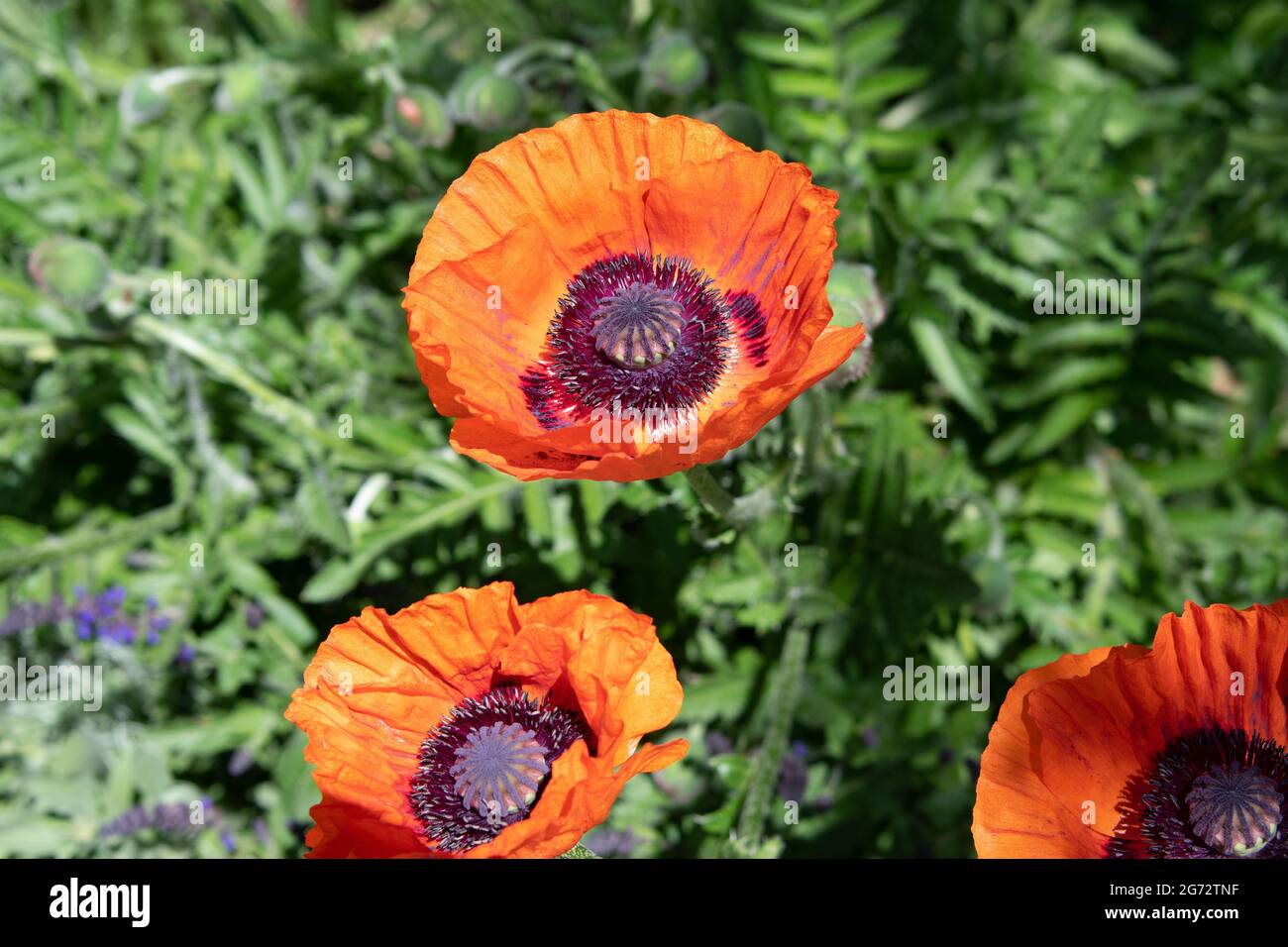 fiori d'arancio e fiori di papavero orientale Foto Stock