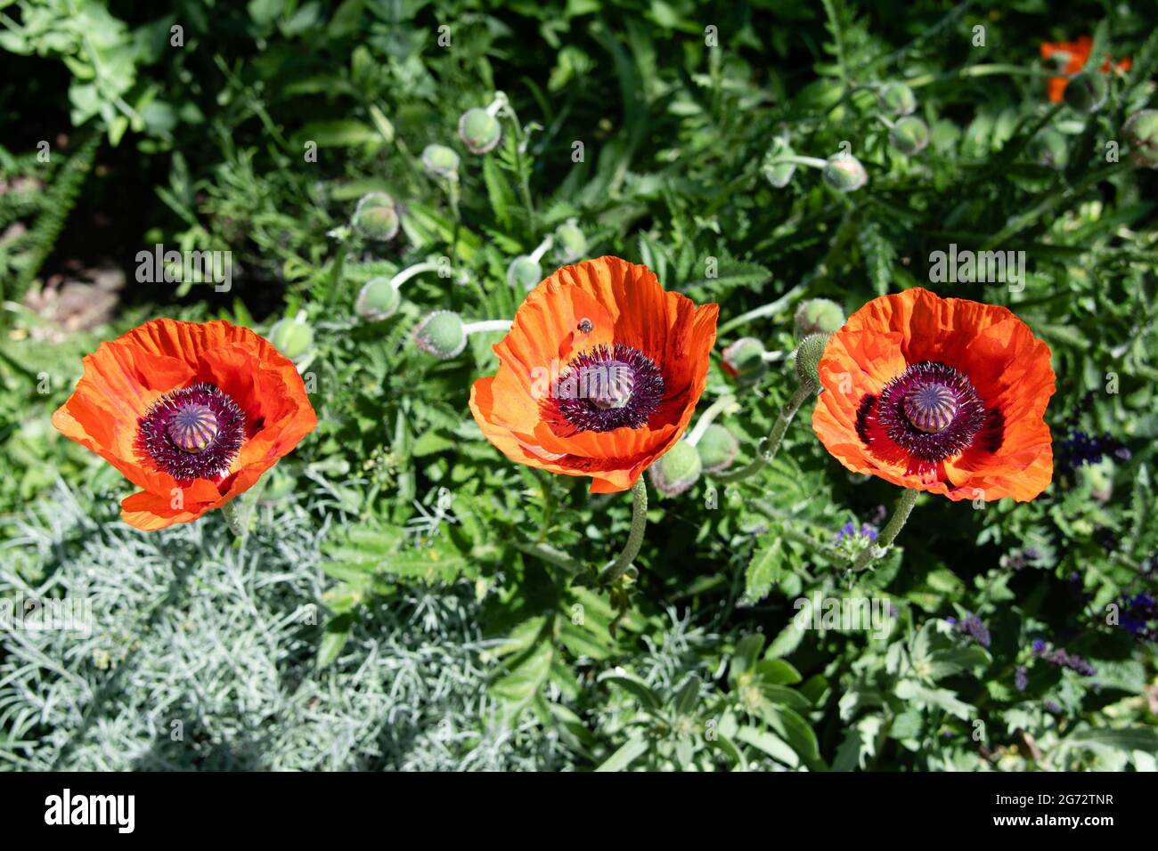 fiori d'arancio e fiori di papavero orientale Foto Stock