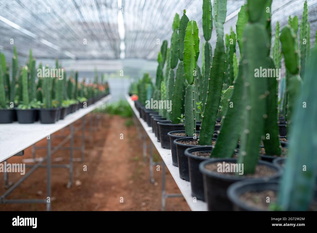 Gli hobby della serra di Cactus si trasformano in commercio Foto Stock Gli hobby della serra di Cactus si trasformano in commercio Foto Stock