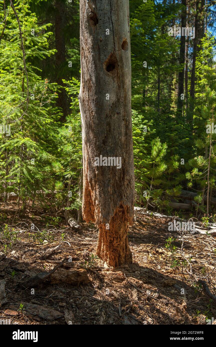 Un vecchio stob morto a lungo nella foresta, mangiato da insetti. Foto Stock