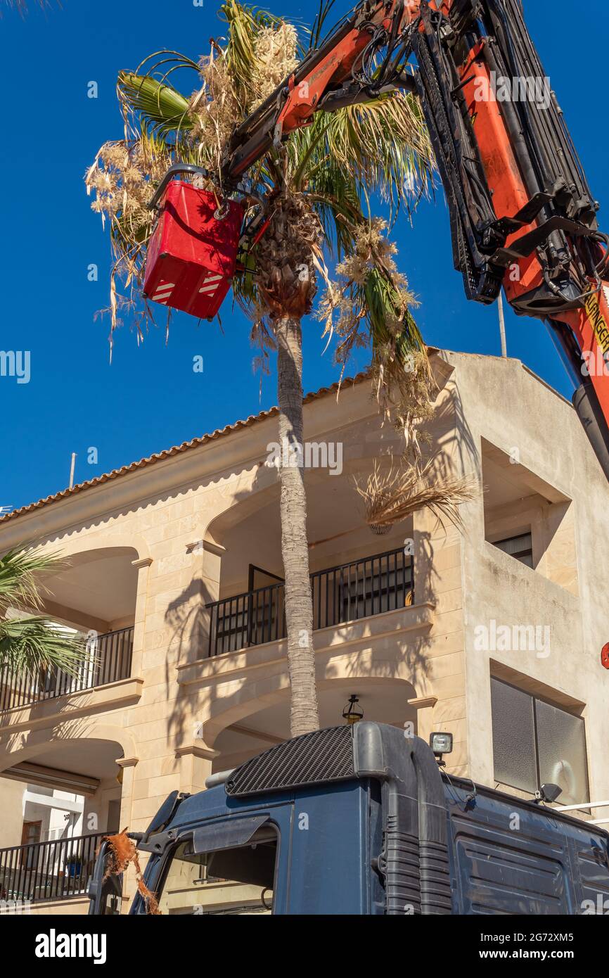 Colonia de Sant Jordi, Spagna; luglio 02 2021: Potare palme sul lungomare della città di Maiorca di Colonia de Sant Jordi con una gru Foto Stock