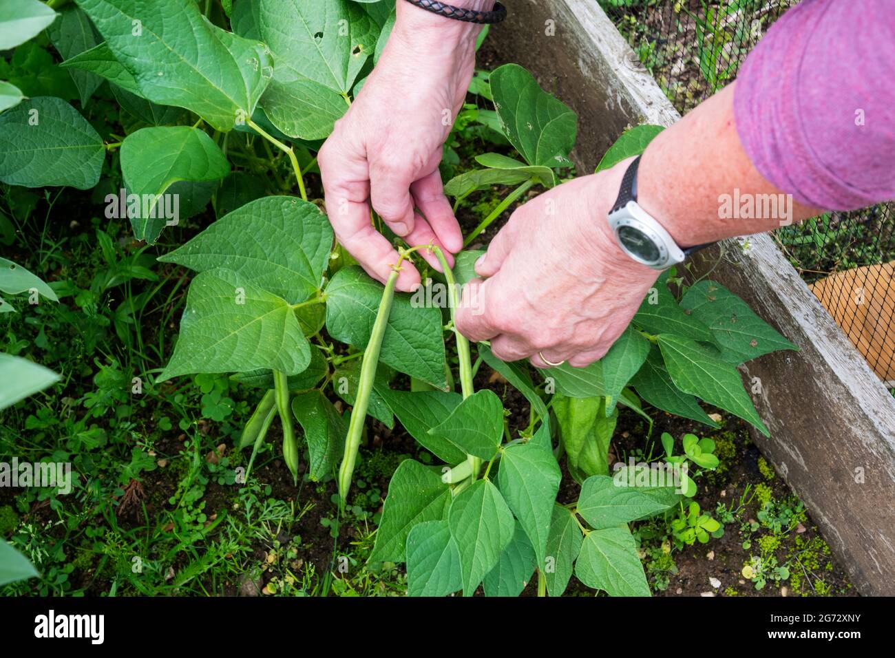 Donna che raccoglie nani fagioli francesi 'Tendergreen' nel suo orto o nella sua assegnazione. Foto Stock