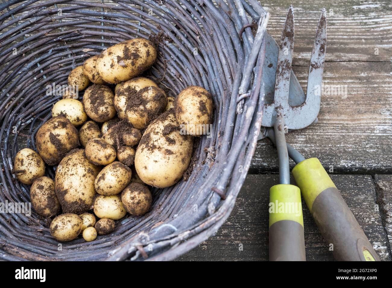 Un cesto di vimini di patate Vivaldi appena raccolte con terra ancora aggrappata. Foto Stock