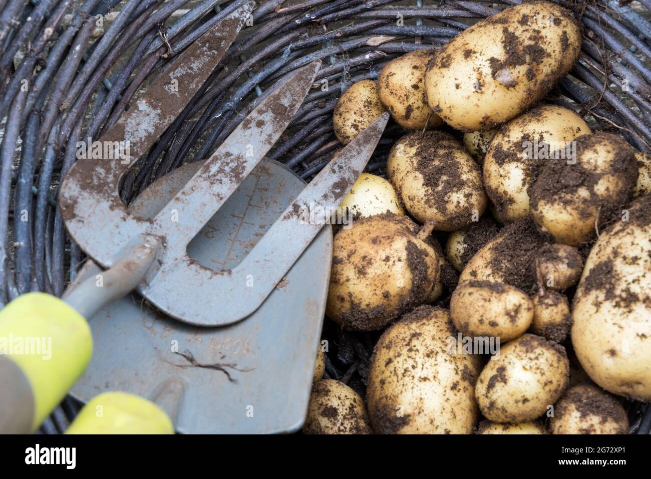Un cesto di vimini di patate Vivaldi appena raccolte con terra ancora aggrappata. Foto Stock