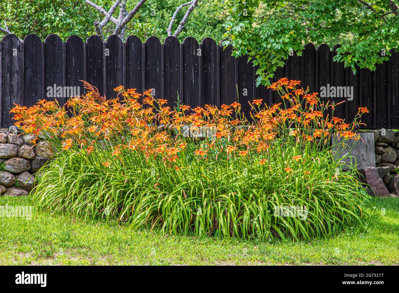 Un giardino pieno di gigli d'arancio a Wendell, Massachusetts Foto Stock