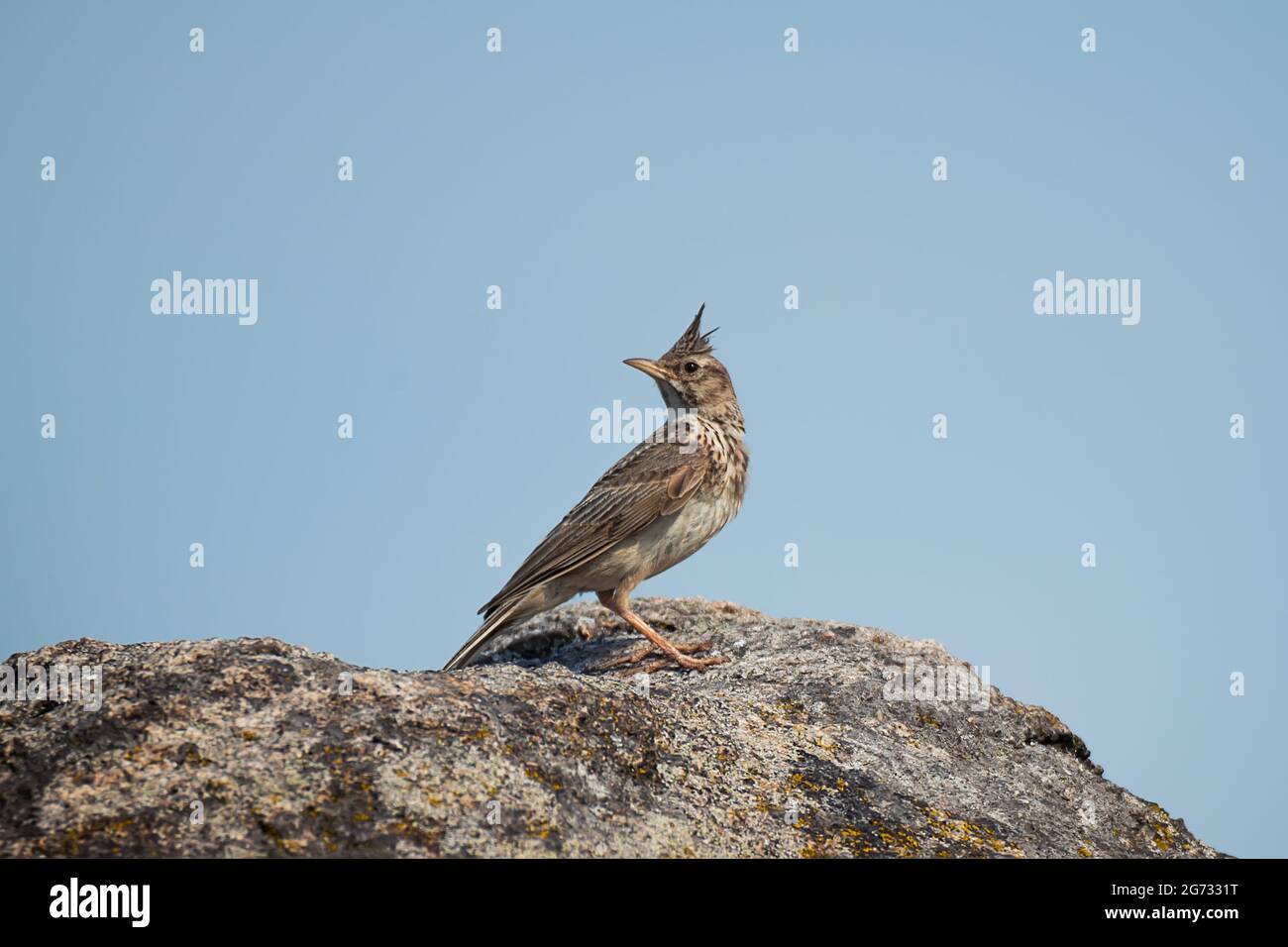 Bella lark crestato (Galerida cristata) si siede su rocce su sfondo blu cielo Foto Stock