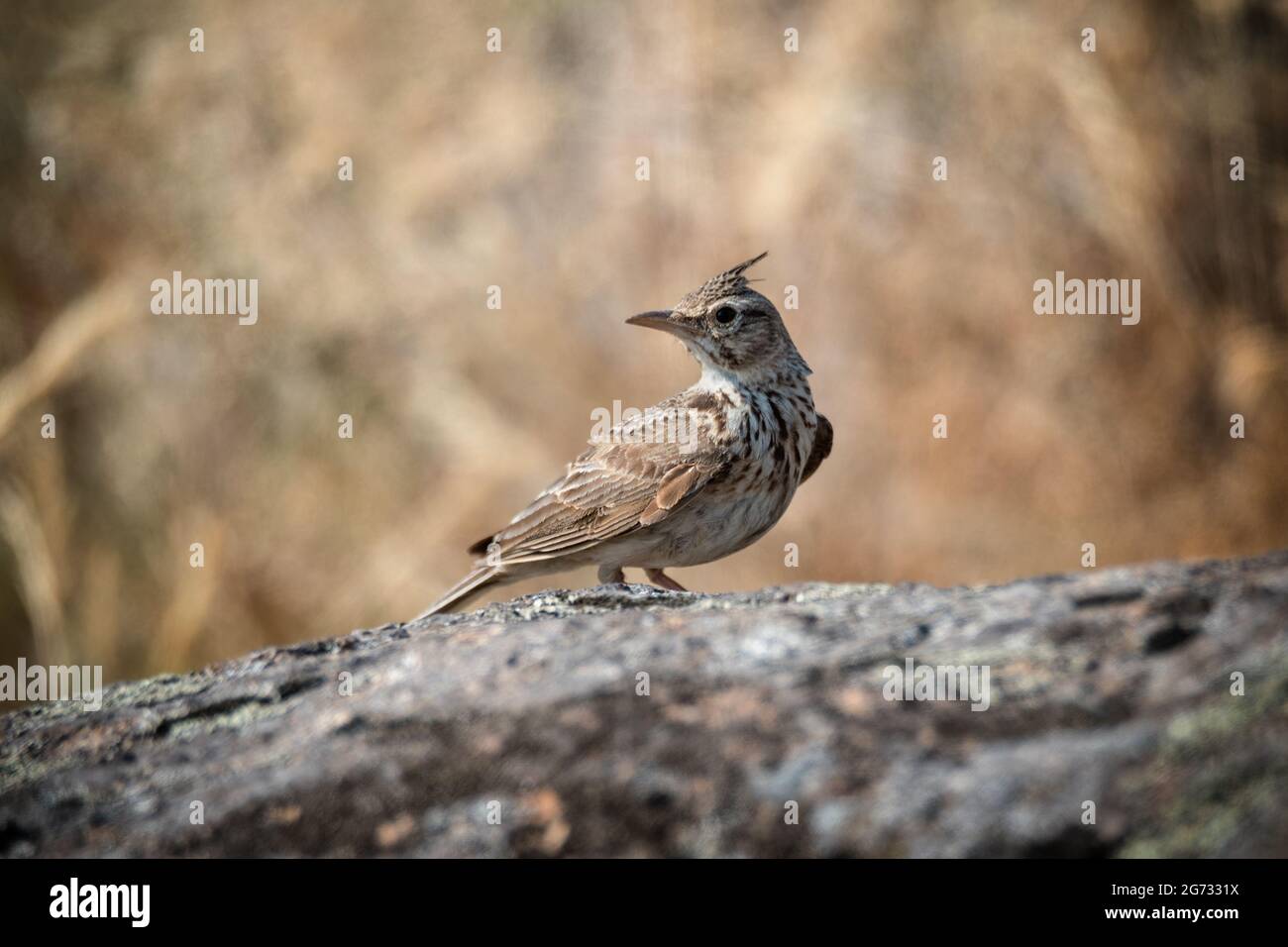 Bella lark crestato (Galerida cristata) siede su rocce su sfondo marrone natura Foto Stock