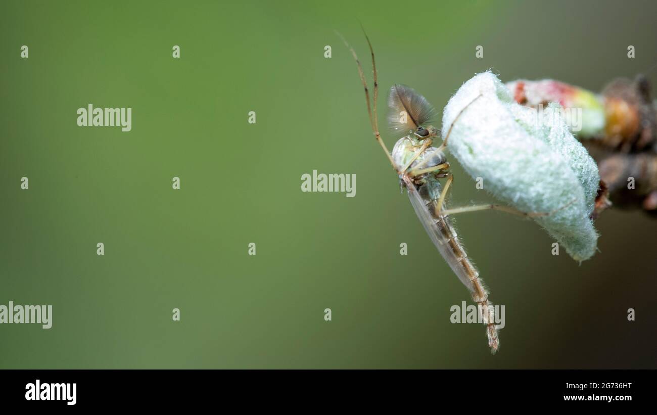 Chironomidae le zanzare chironomide si siedono su una giovane foglia. Foto Stock