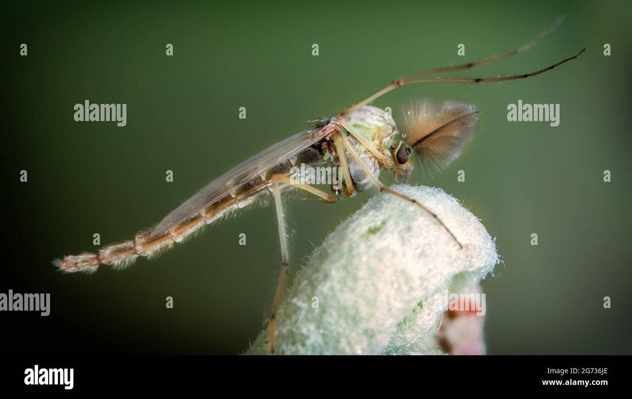 Chironomidae le zanzare chironomide si siedono su una giovane foglia. Foto Stock