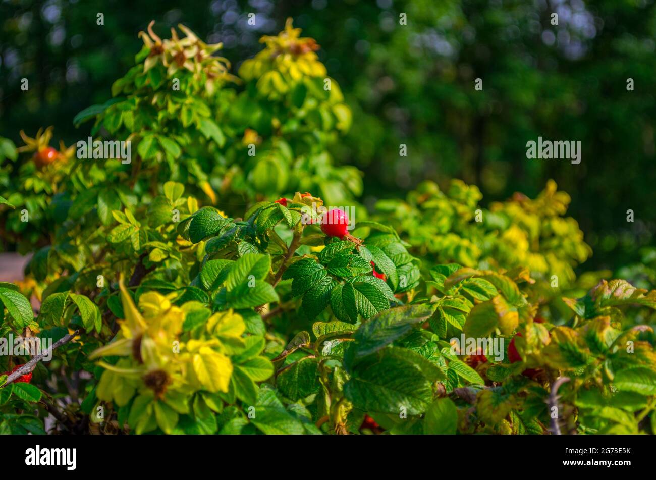 Rosehip bacche in un cespuglio verde, natura, estate. Foto Stock