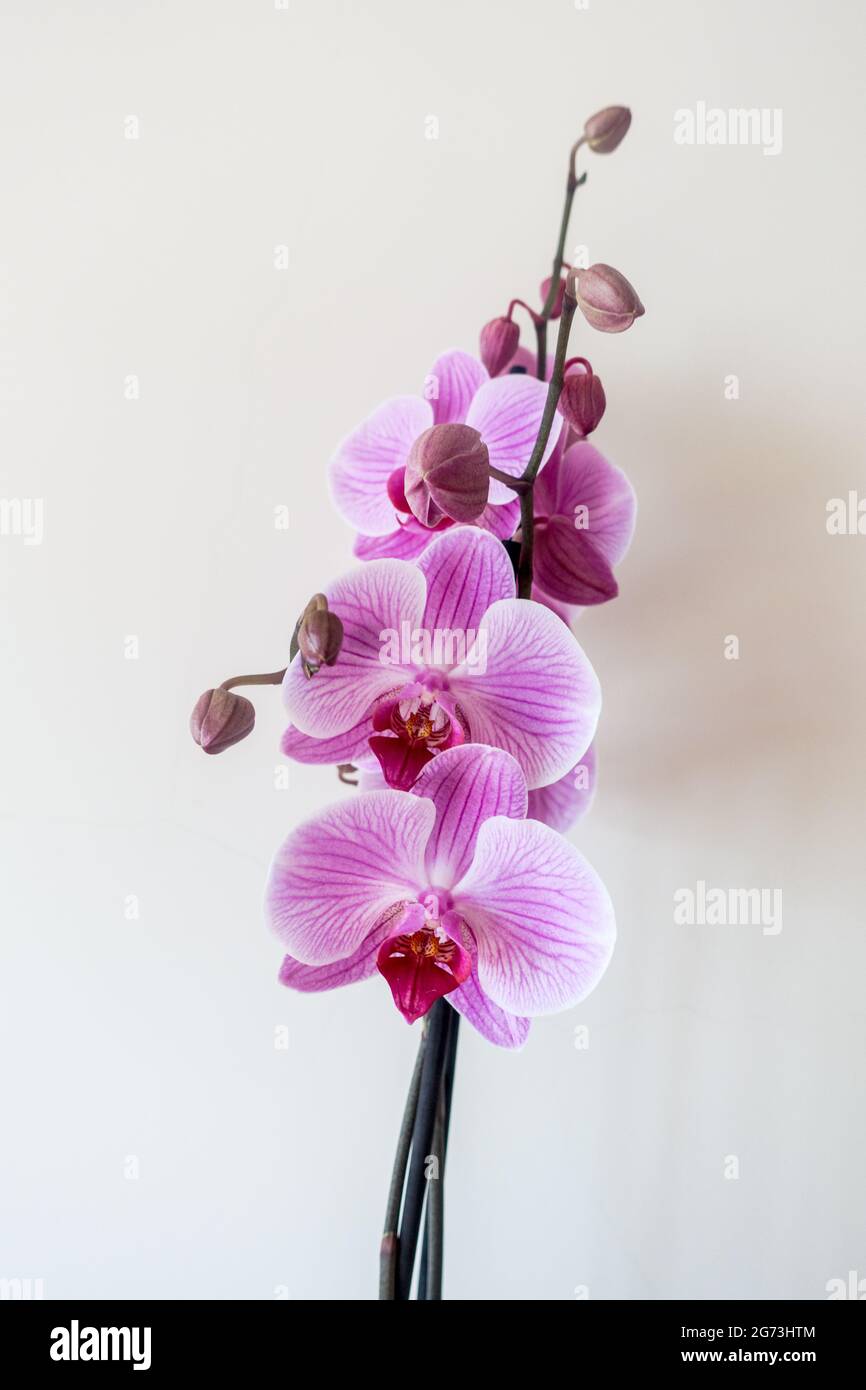Orchidee o orchidee isolate Foto Stock