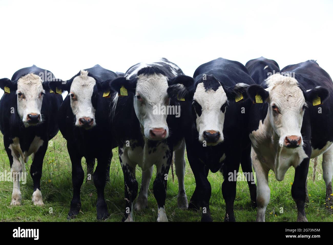 Linea di vacche bianche e nere nella campagna dello Shropshire Foto Stock