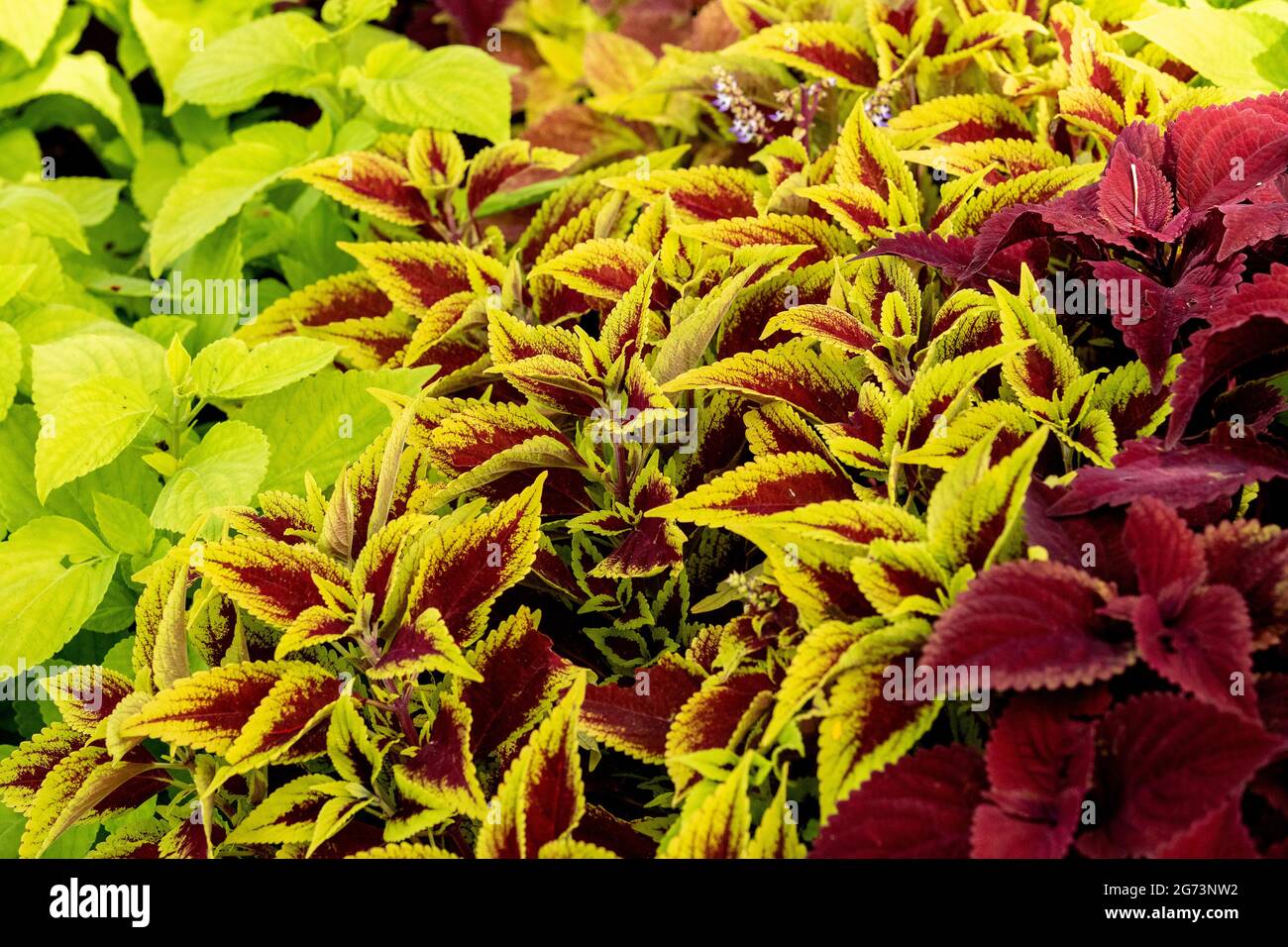 Sfondo di piante di caladio verdi e rosa in un giardino a Napoli, Florida. Foto Stock