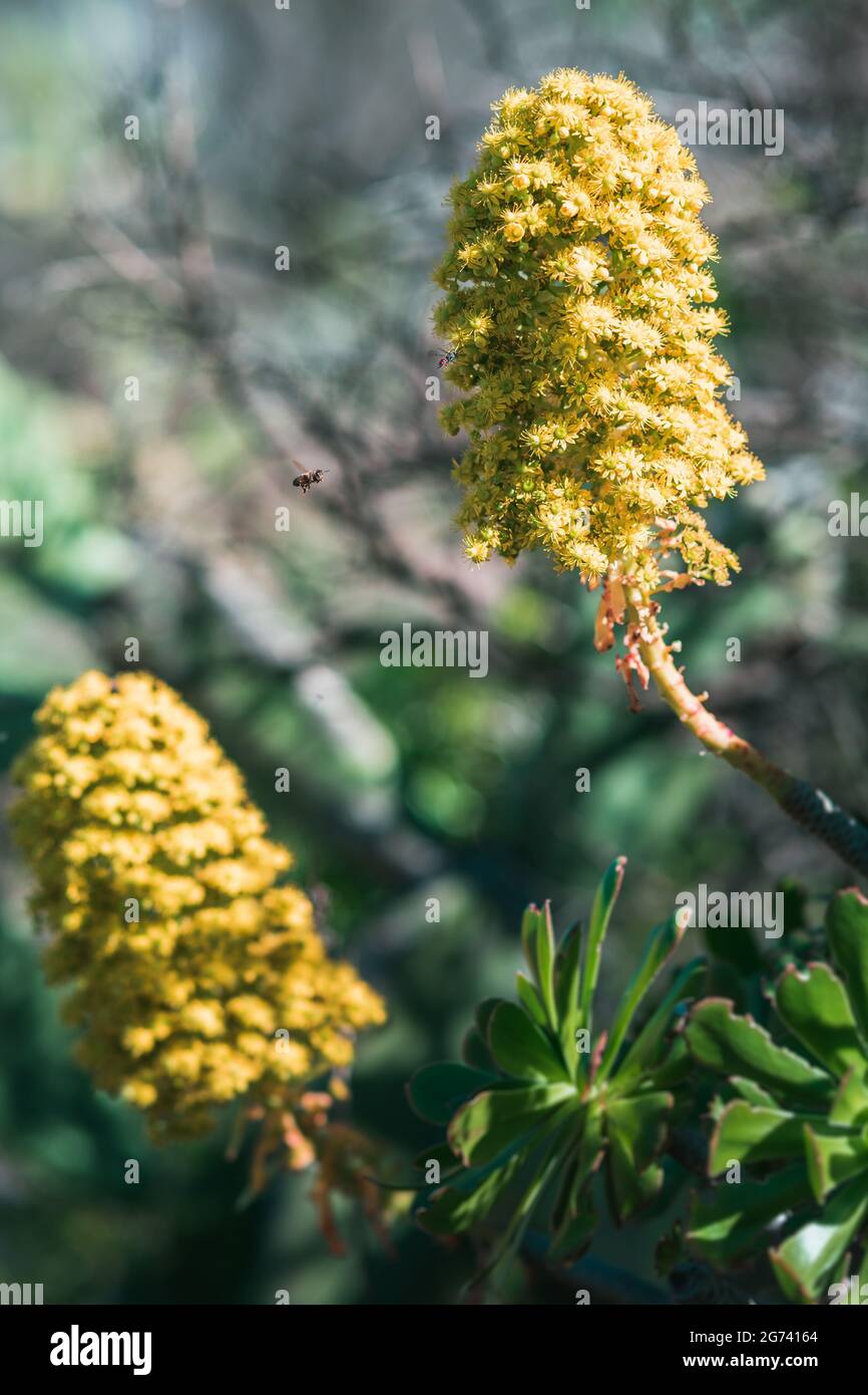 Un colpo verticale di un'ape che vola vicino ai fiori di Mimosa Foto Stock