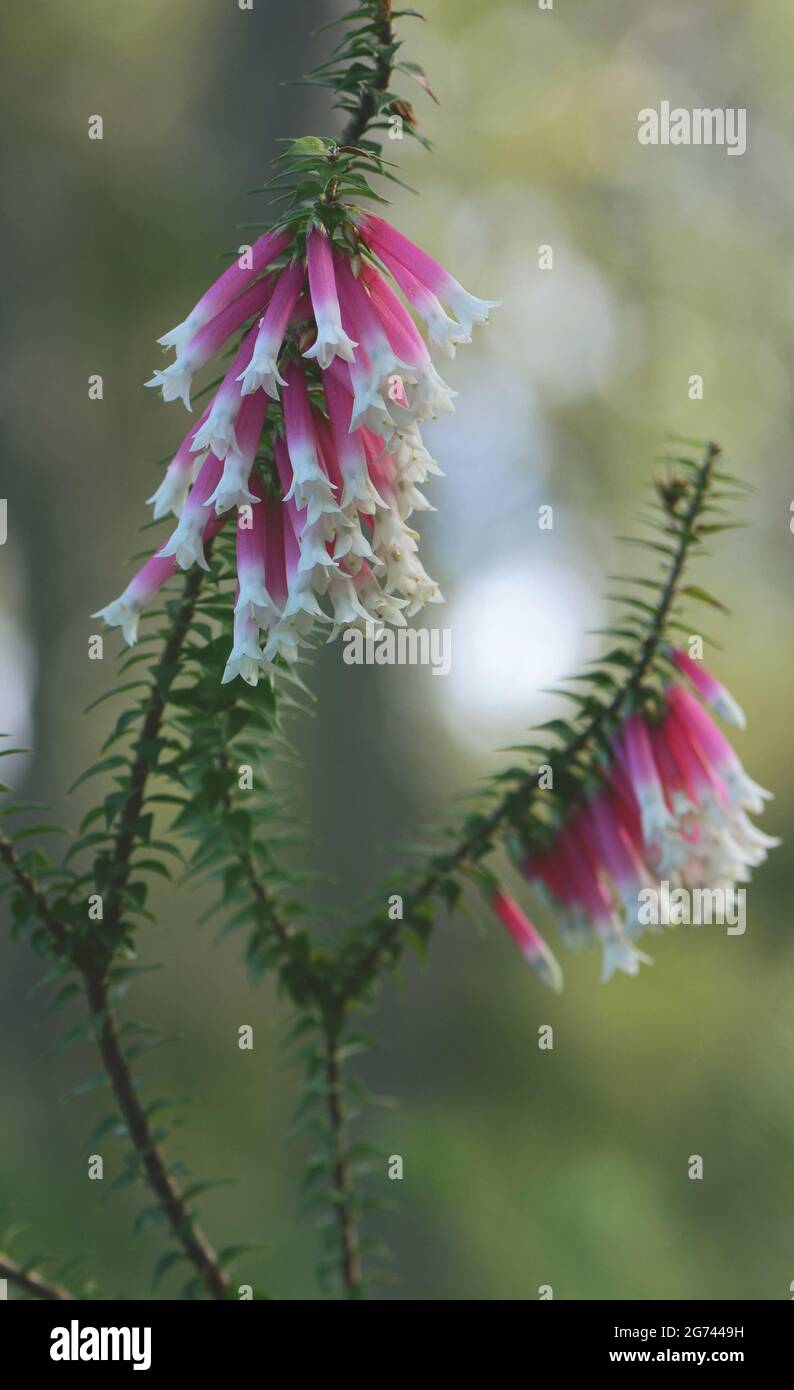 Primo piano dei fiori rosa e bianchi a forma di campana della Carra australiana di Fuchsia, Epacris longiflora, famiglia Ericaceae, Sydney, NSW, Australia Foto Stock