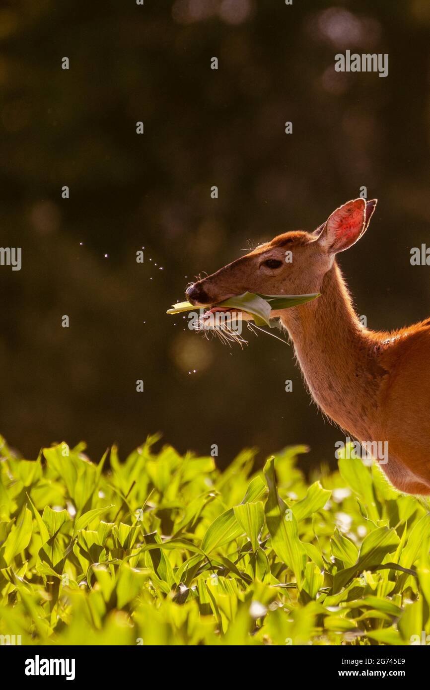 Un colpo verticale di un carino capriolo che mangia erba in un campo verde vibrante con uno sfondo sfocato Foto Stock