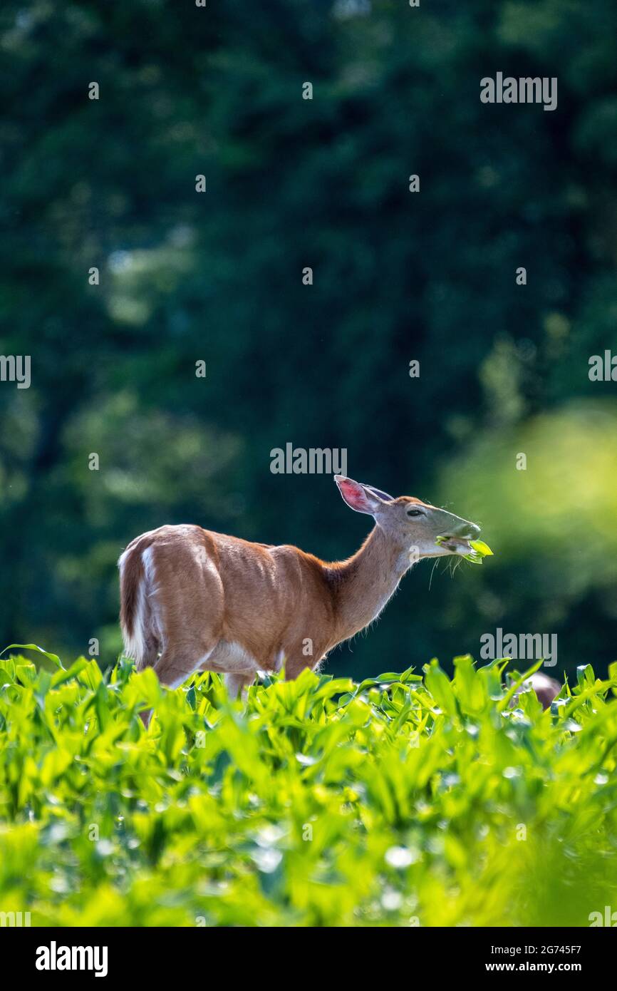 Un colpo verticale di un capriolo che si munica sull'erba in un campo con un albero blurry sullo sfondo Foto Stock