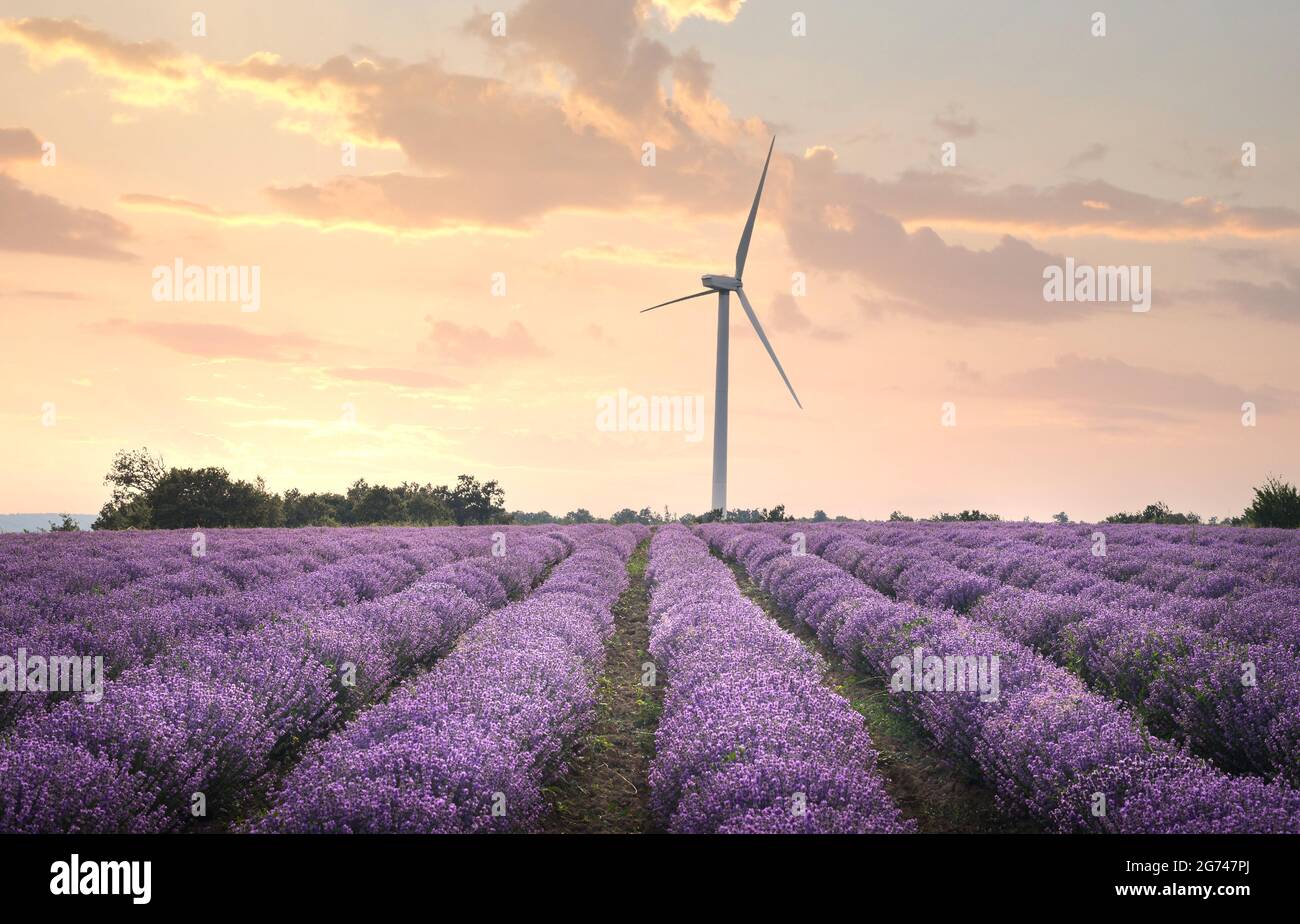 Campo di lavanda con cespugli viola fioriti coltivati per scopi cosmetici vicino a Burgas, Bulgaria. Turbine eoliche sullo sfondo. Foto Stock