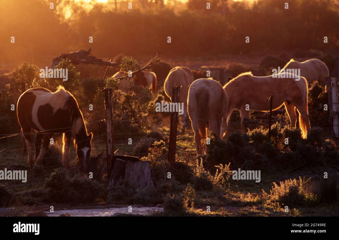 MANDRIA DI CAVALLI CHE PASCOLANO NEL CALORE DEL TARDO POMERIGGIO SUN , NUOVO GALLES DEL SUD RURALE, AUSTRALIA. Foto Stock