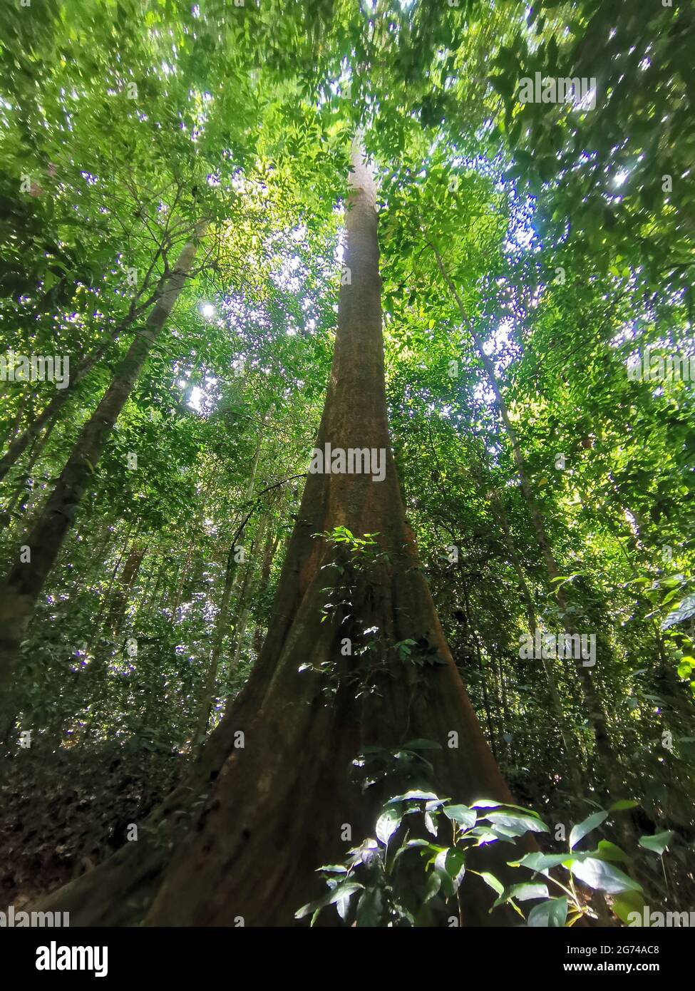Guardando il tronco di un gigantesco albero della foresta pluviale fino al baldacchino. Foresta tropicale fresca e verde, vista panoramica sulla giungla. Alti alberi sopra la testa, Gunung Pa Foto Stock