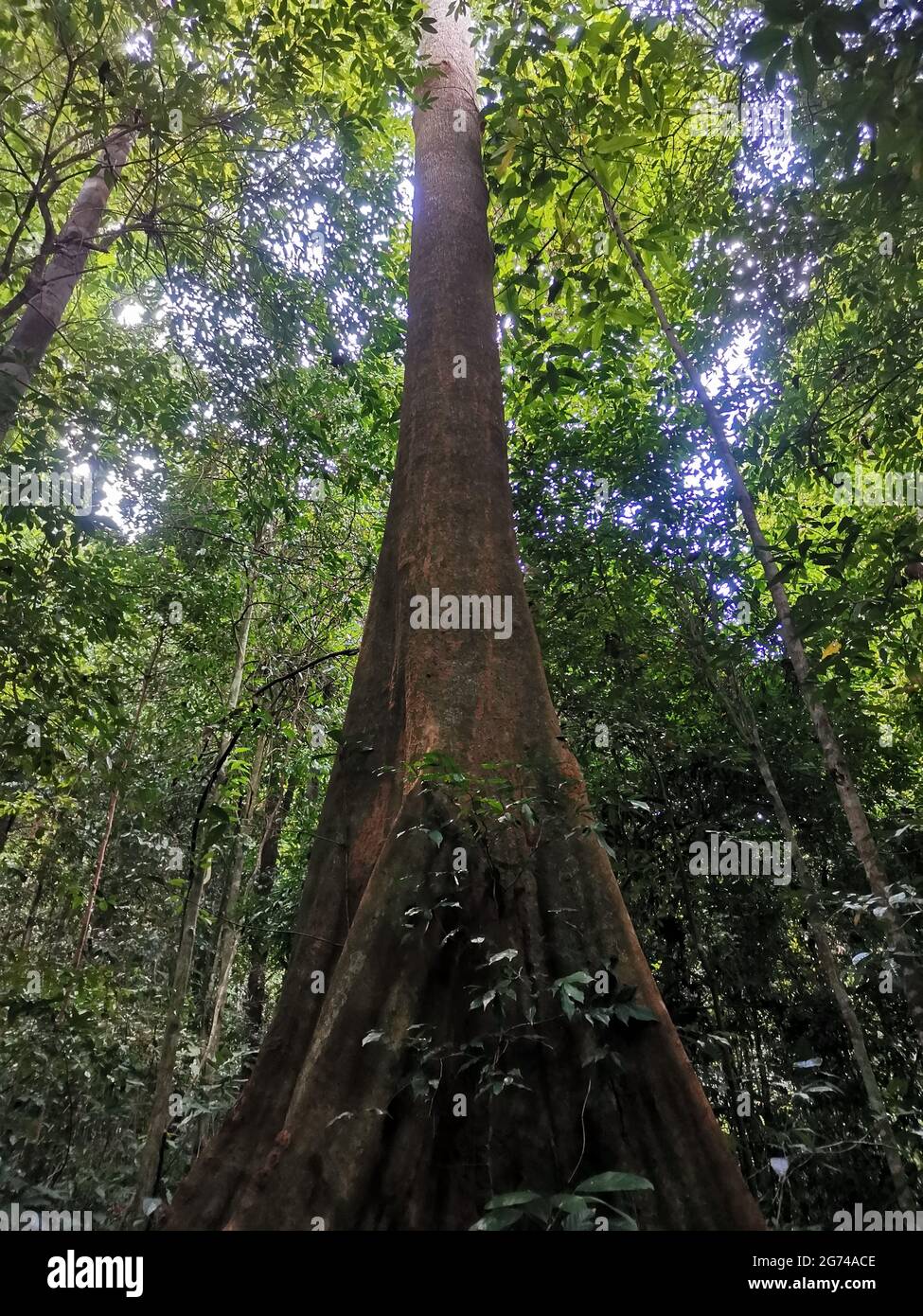 Guardando il tronco di un gigantesco albero della foresta pluviale fino al baldacchino. Foresta tropicale fresca e verde, vista panoramica sulla giungla. Alti alberi sopra la testa, Gunung Pa Foto Stock