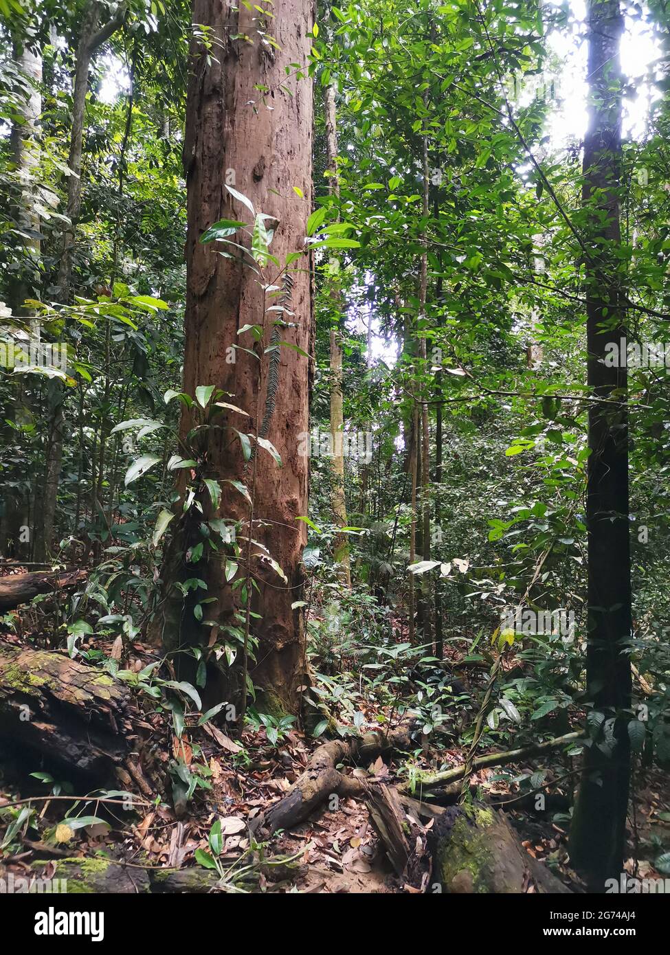 Grande e gigantesco tronco d'albero nella profonda foresta pluviale. Alberi fitti nella giungla. Vista del paesaggio della foresta tropicale a Gunung Panti, Malesia Foto Stock