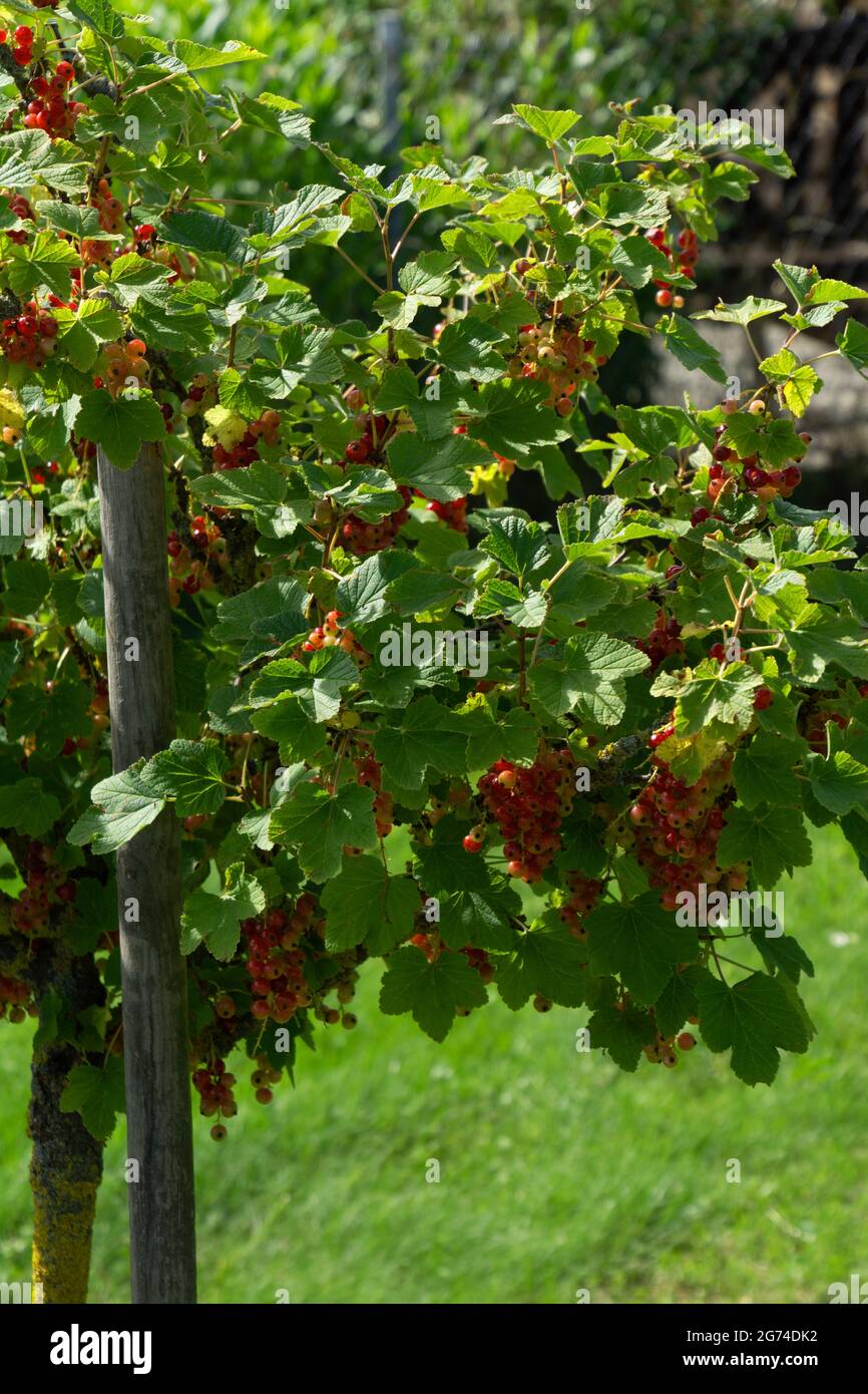 ribes rubrum con bacche rosse mature cresce sui rami sul cespuglio Foto Stock