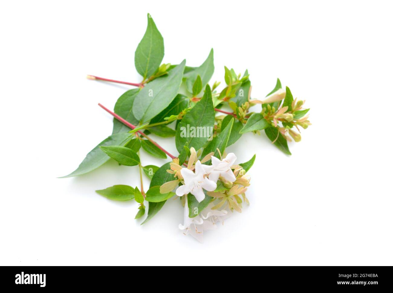 Linnaea grandiflora o Abelia grandiflora. Isolato su sfondo bianco. Foto Stock