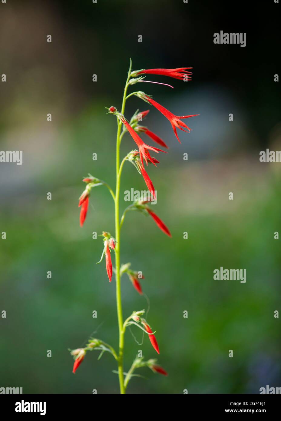 Fata Trombets aka Scarlet Gilia (Ipomopsis aggregata) che cresce nella Three Sisters Wilderness, Oregon. Famiglia Phlox Foto Stock