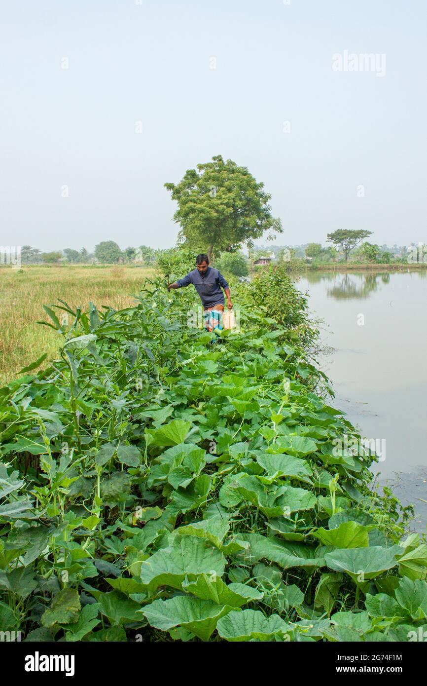 Stagno e verdure fiend.Khulna,Bangladesh.Novembre 11,2016. Foto Stock