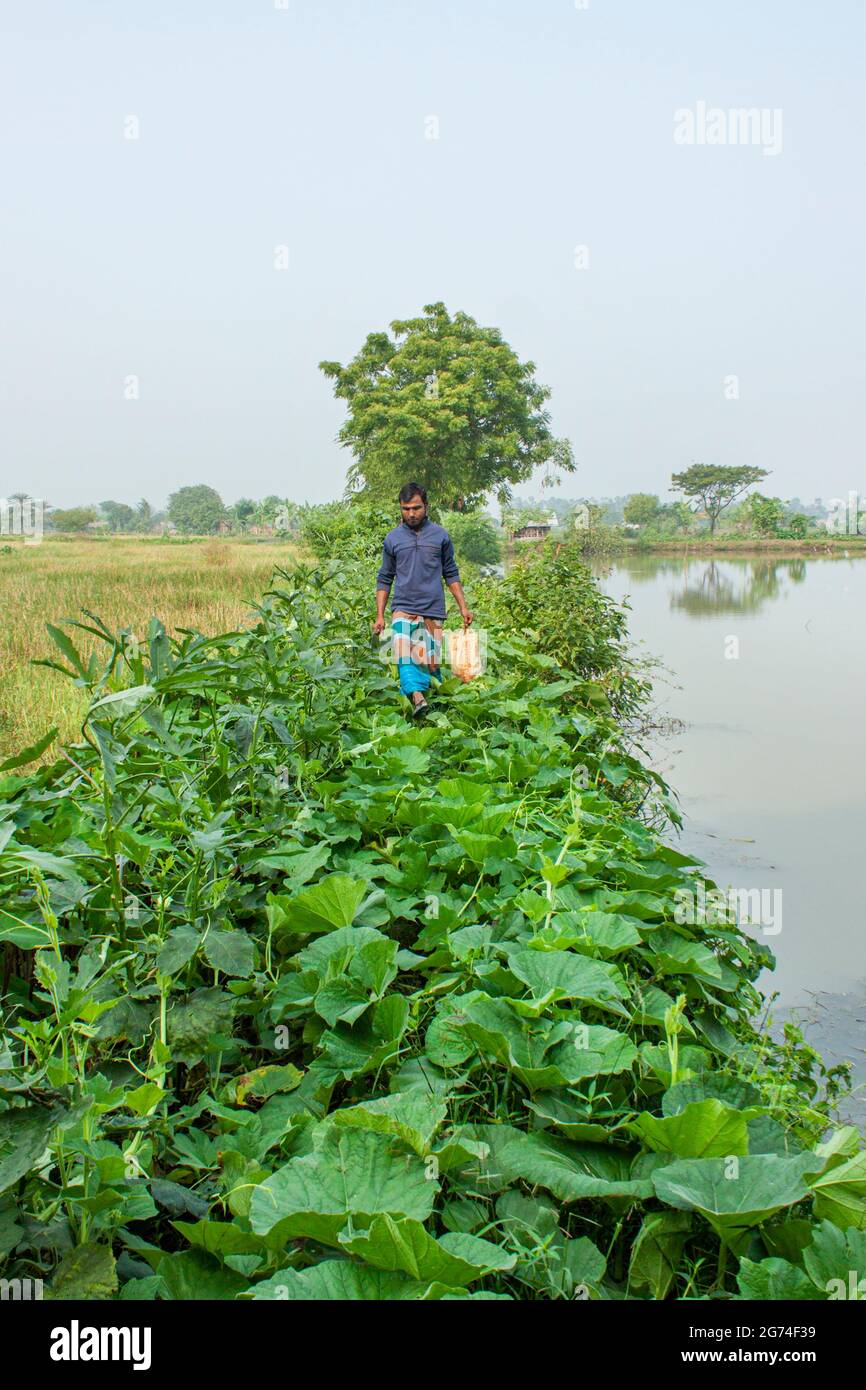 Stagno e verdure fiend.Khulna,Bangladesh.Novembre 11,2016. Foto Stock
