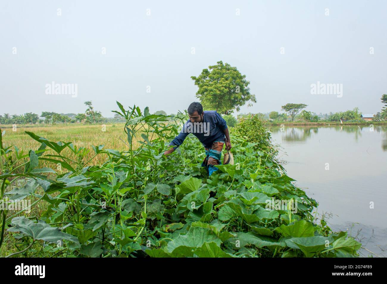 Stagno e verdure fiend.Khulna,Bangladesh.Novembre 11,2016. Foto Stock