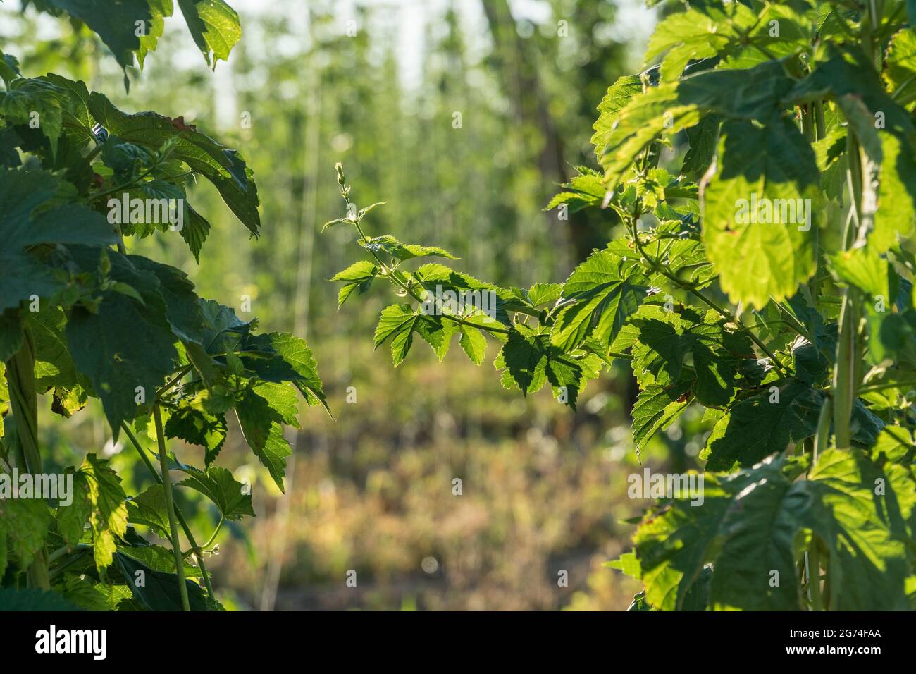 Primo piano og verde luppolo foglie su un campo di contadino. Settore agricolo e concetto di produzione della birra. Foto Stock